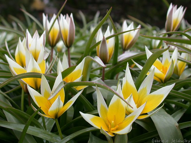 Wildtulpen Foto & Bild pflanzen, pilze & flechten, natur Bilder auf