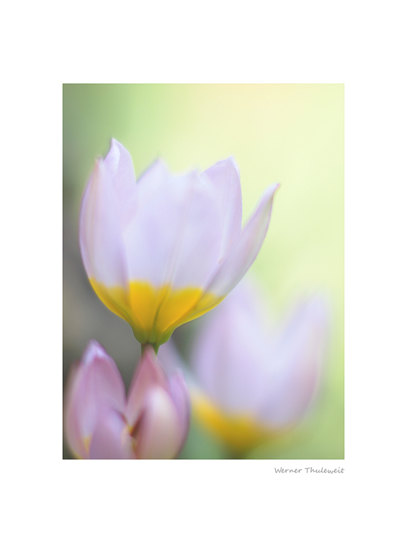 Wildtulpen