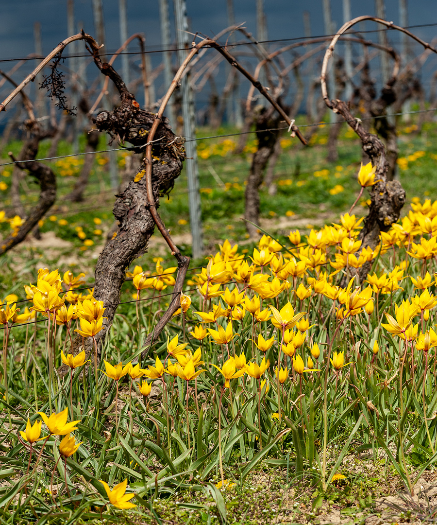 Wildtulpen