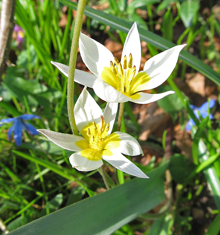 Wildtulpen