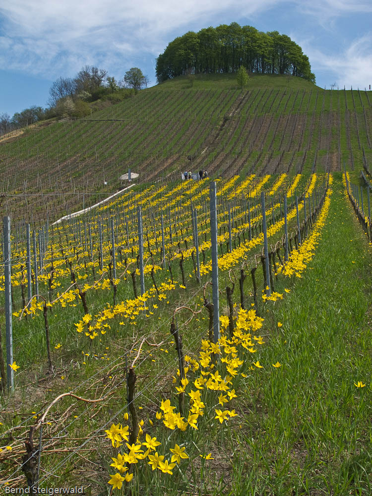 Wildtulpen am Schlossberg