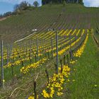 Wildtulpen am Schlossberg