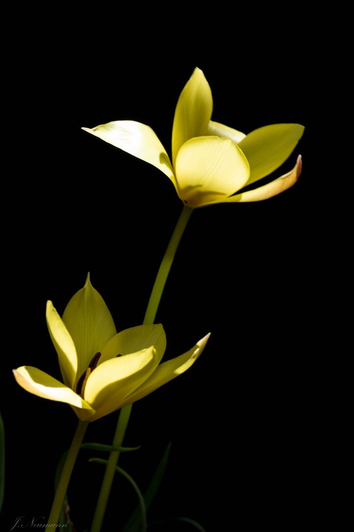 Wildtulpen