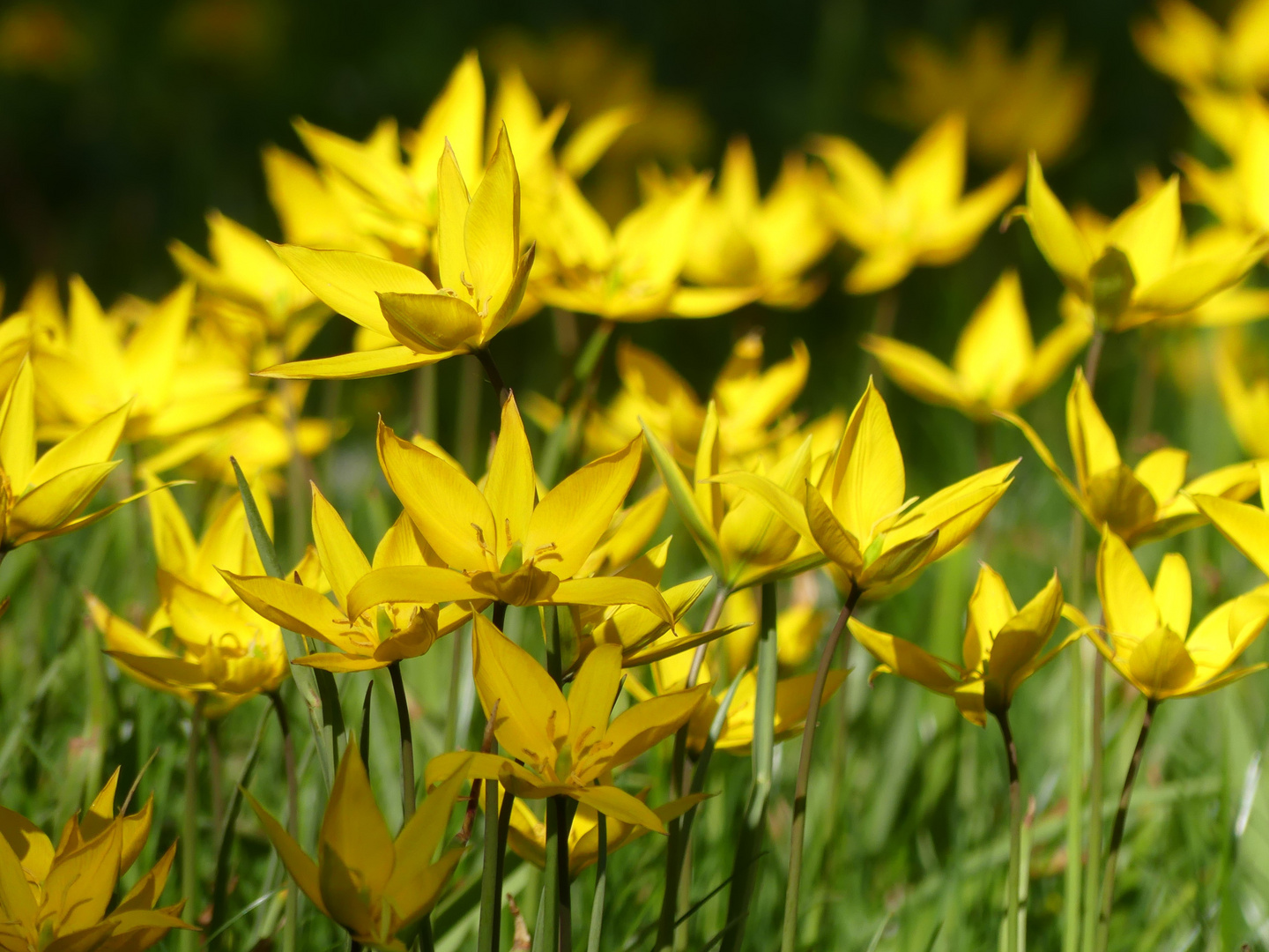 WILDTULPEN