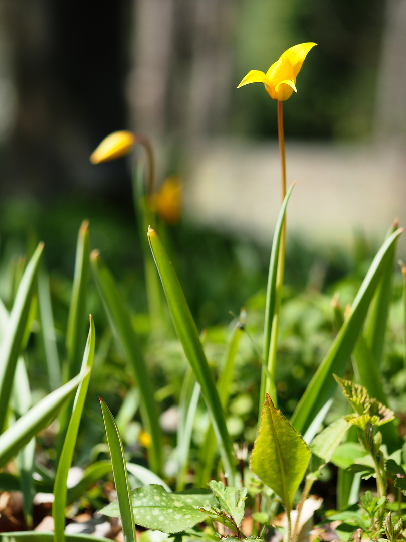 Wildtulpen