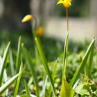 Wildtulpen