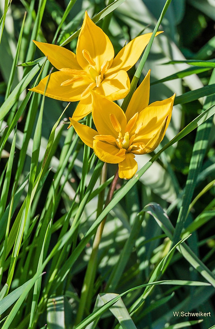 Wildtulpen