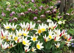 Wildtulpen 