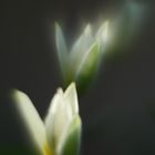 Wildtulpen 