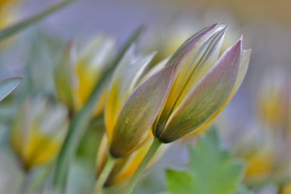 Wildtulpen