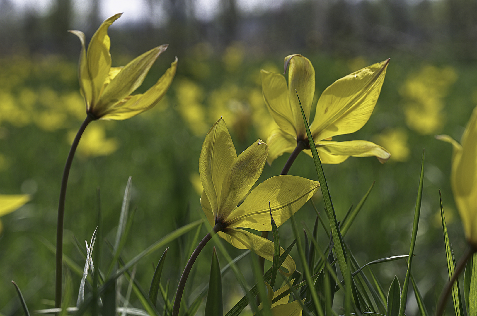 Wildtulpen II