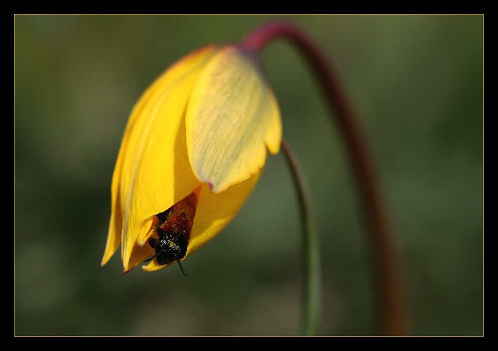 Wildtulpen II