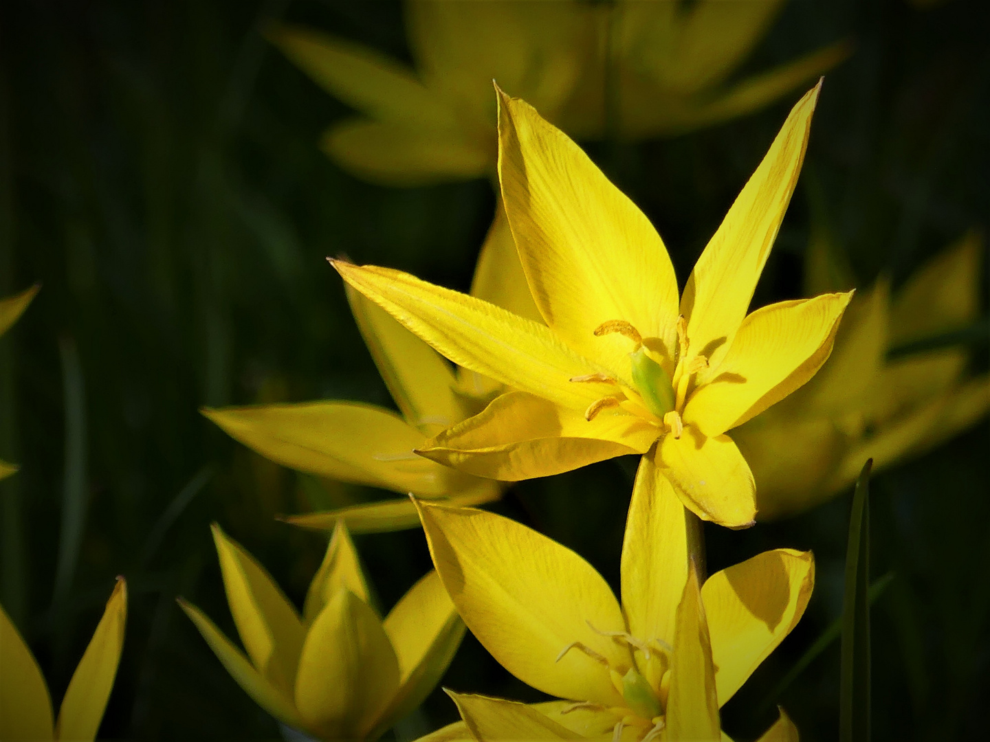 WILDTULPEN II