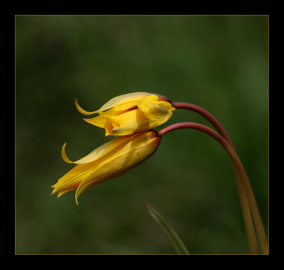 Wildtulpen III