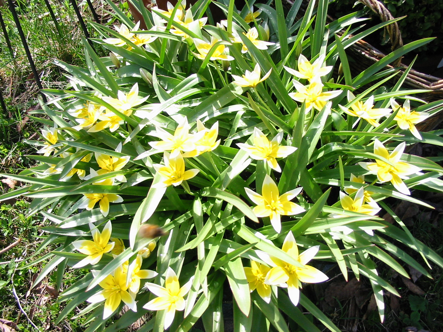 Wildtulpen im Frühling