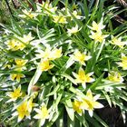 Wildtulpen im Frühling