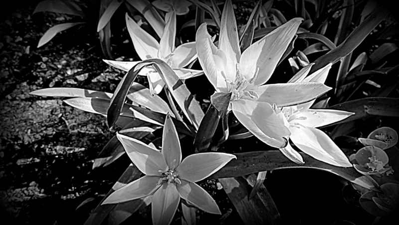 Wildtulpen im Garten