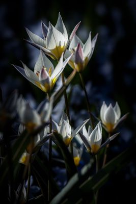 Wildtulpen im Gegenlicht 