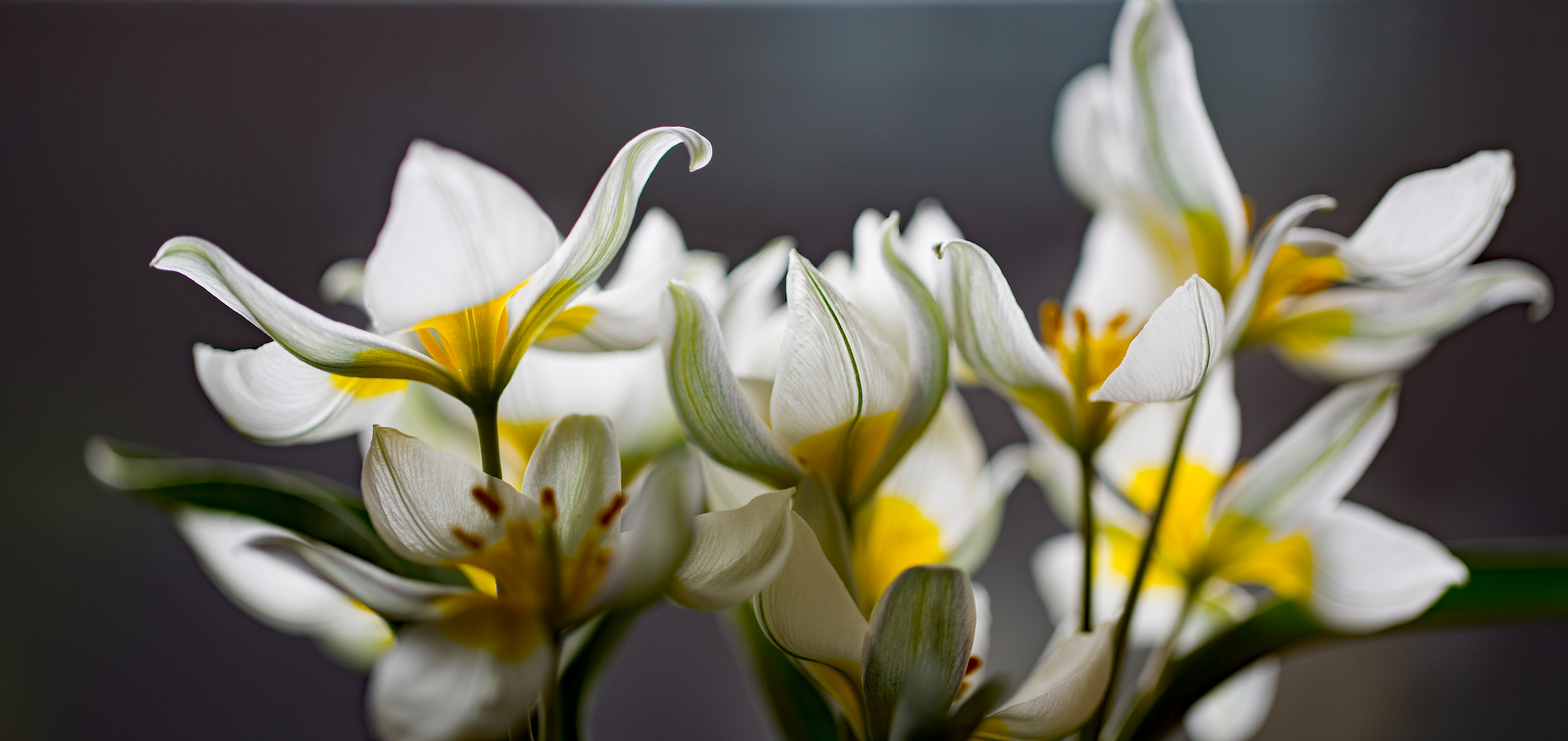 Wildtulpen im Sonnenlicht