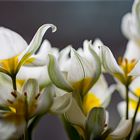 Wildtulpen im Sonnenlicht