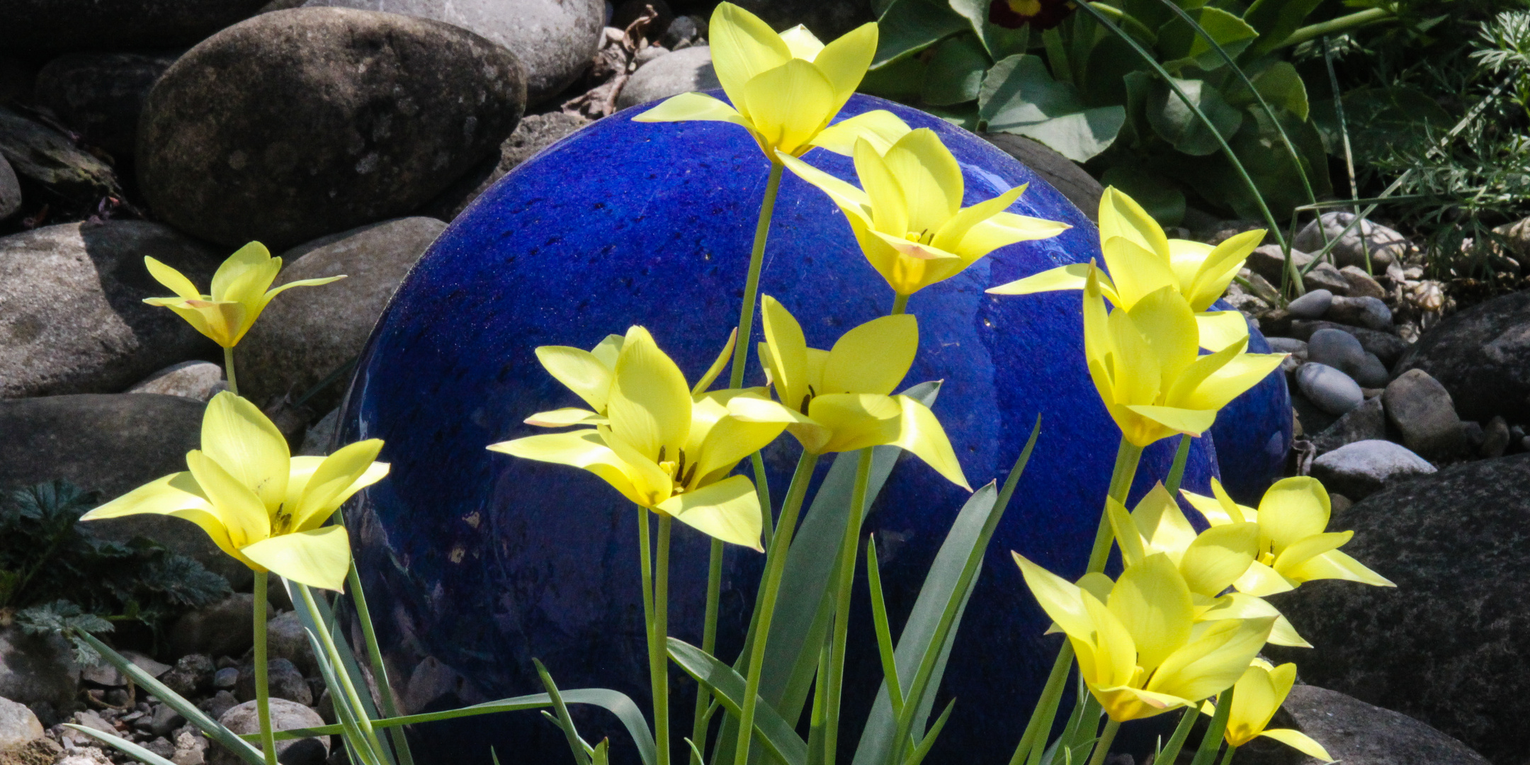 Wildtulpen im Steingarten