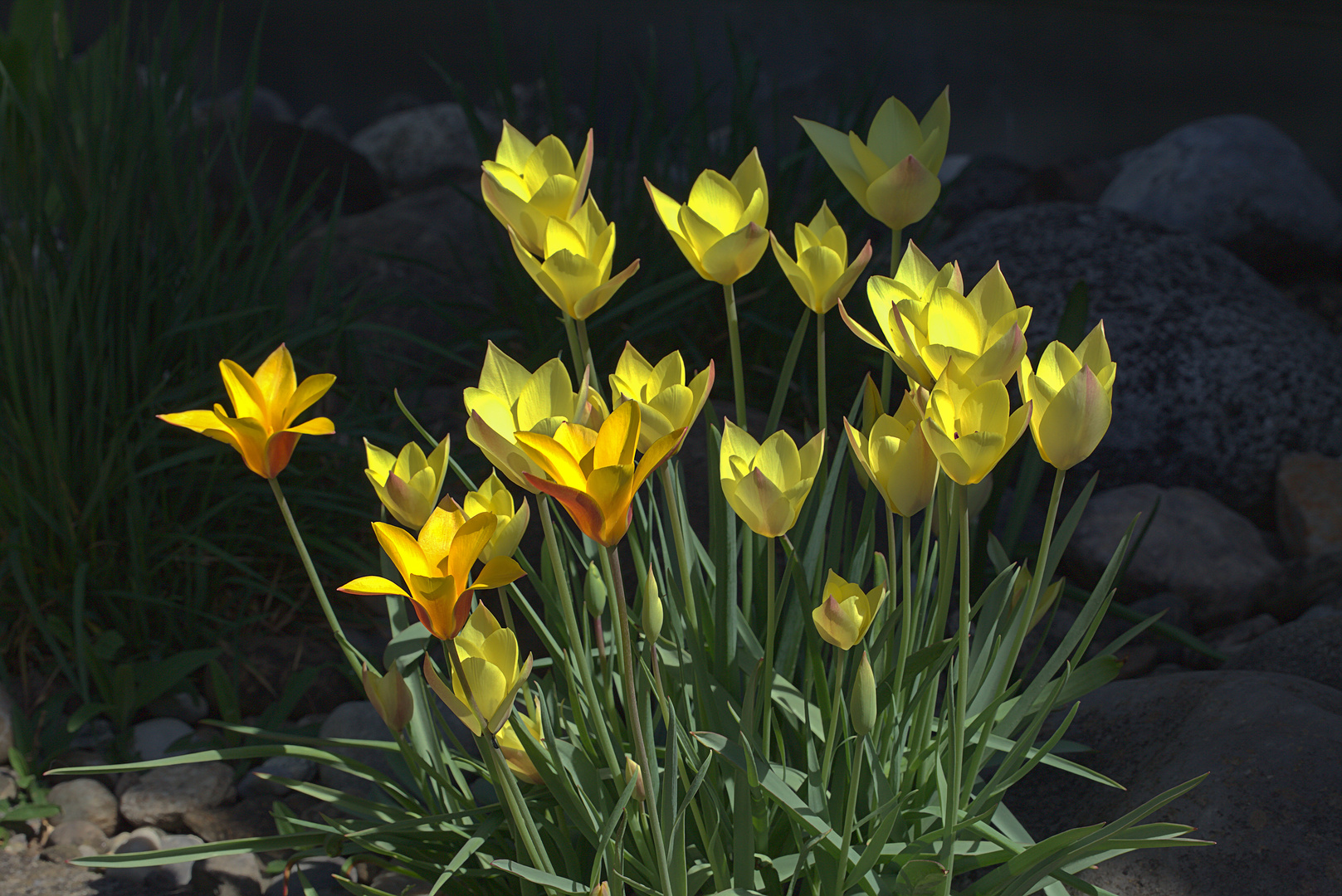 Wildtulpen im Steingarten