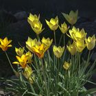 Wildtulpen im Steingarten