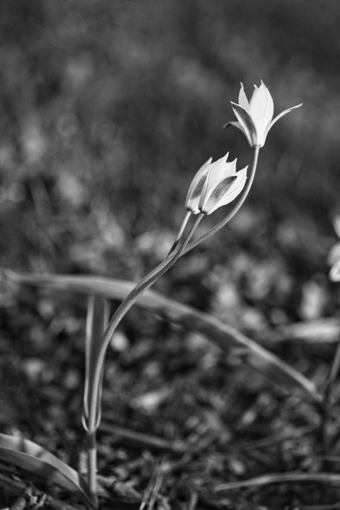 Wildtulpen im verspäteten Frühling