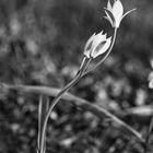 Wildtulpen im verspäteten Frühling