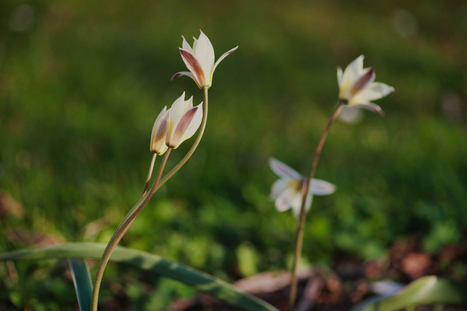 Wildtulpen im verspäteten Frühling