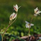 Wildtulpen im verspäteten Frühling