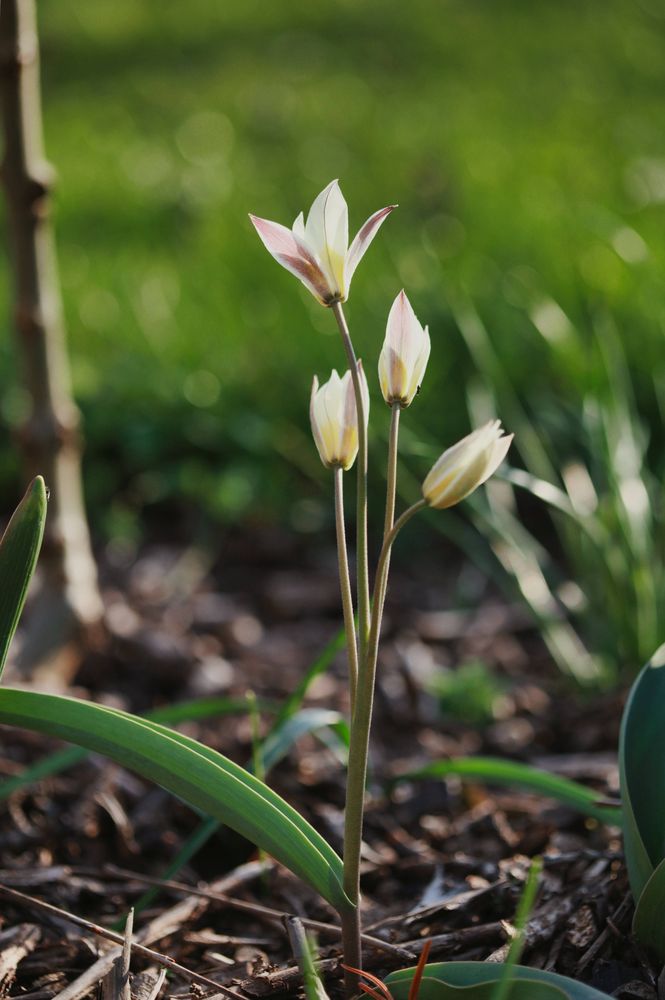 Wildtulpen im verspäteten Frühling