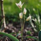 Wildtulpen im verspäteten Frühling