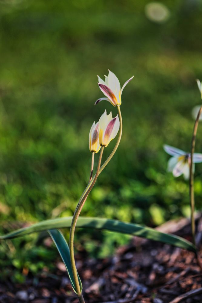 Wildtulpen im verspäteten Frühling