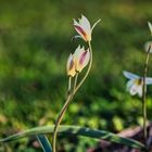 Wildtulpen im verspäteten Frühling