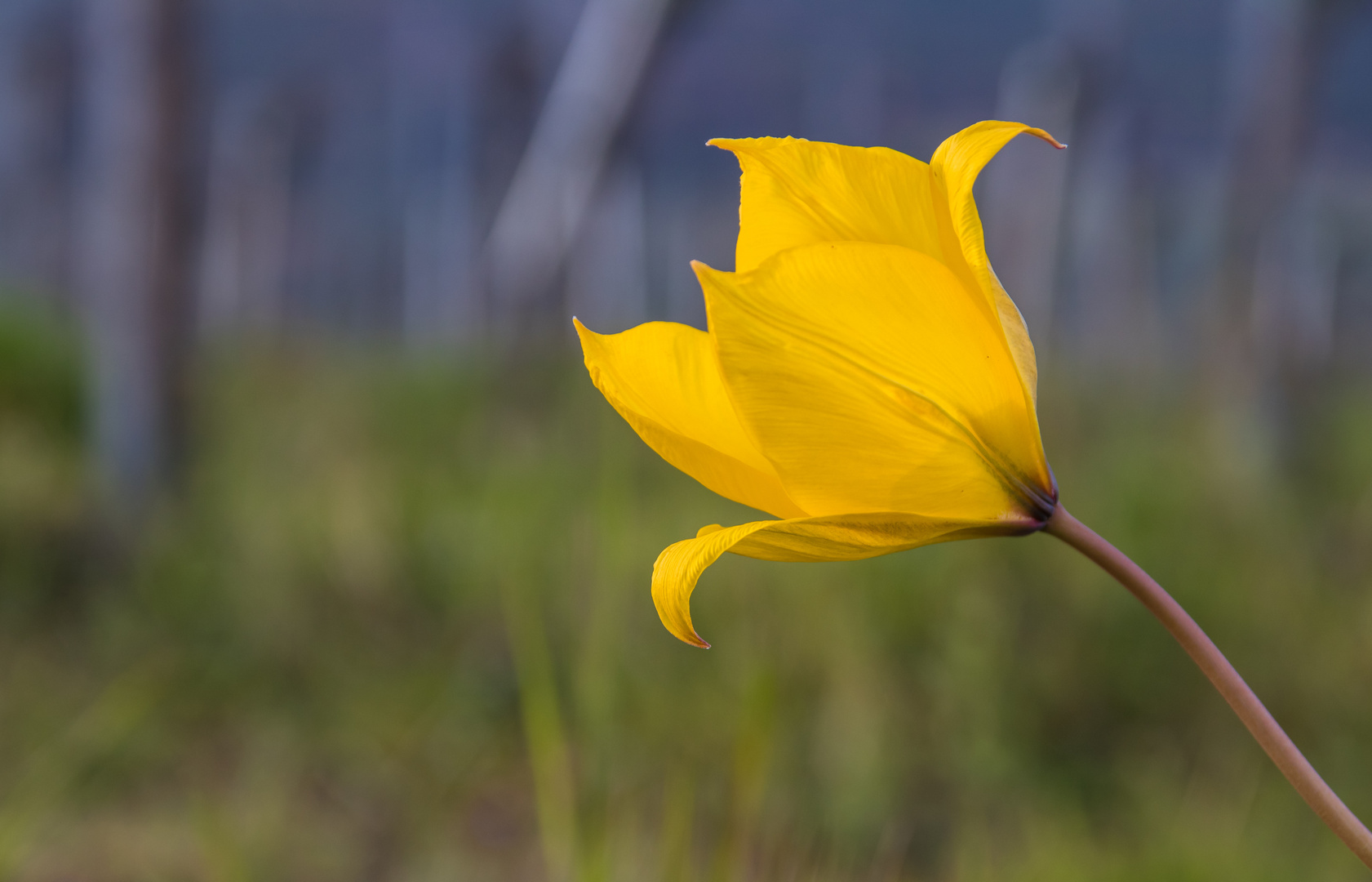 Wildtulpen im Weinberg