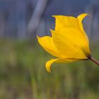 Wildtulpen im Weinberg