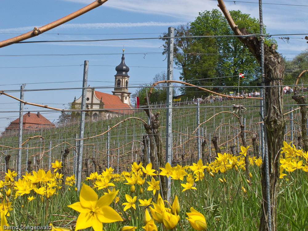 Wildtulpen im Weinberg