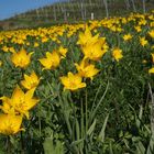 Wildtulpen im Weinberg