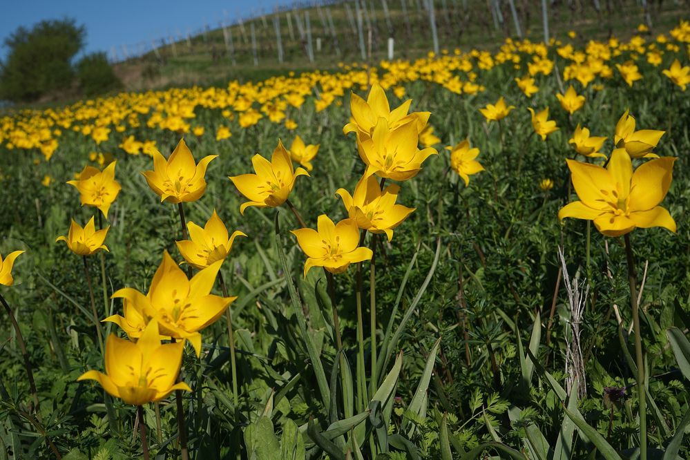 Wildtulpen im Weinberg