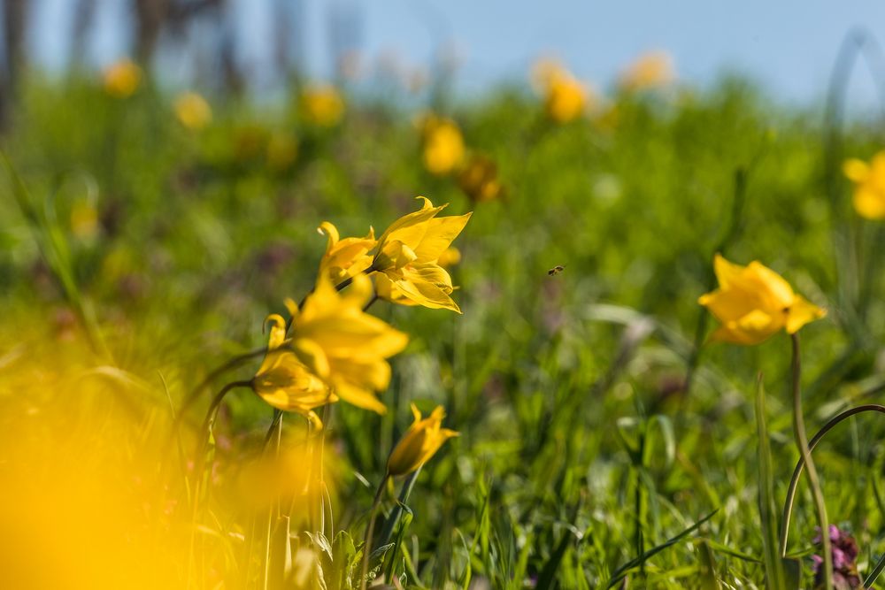 Wildtulpen im Weinberg