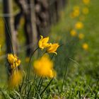 Wildtulpen im Weinberg