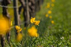 Wildtulpen im Weinberg