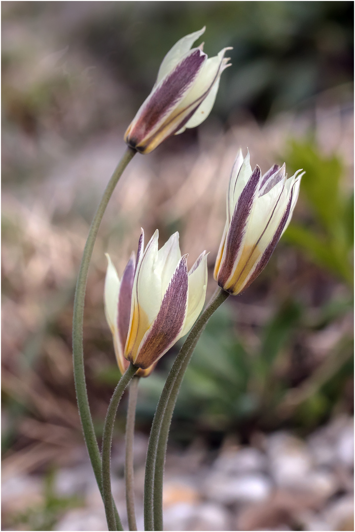 Wildtulpen im Wind