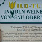 Wildtulpen in den Weinbergen