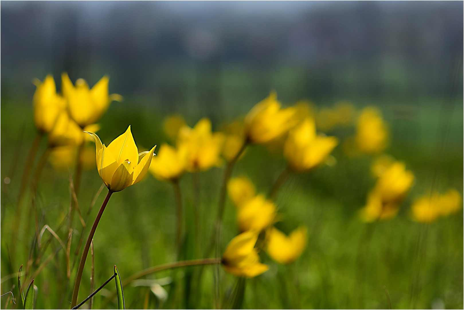 Wildtulpen in den Weinbergen