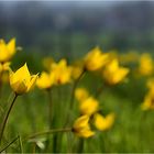 Wildtulpen in den Weinbergen