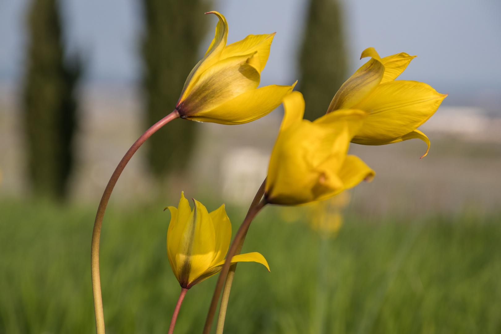 Wildtulpen in der Toskana Deutschlands