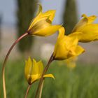 Wildtulpen in der Toskana Deutschlands