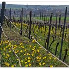 Wildtulpen in einem Weinberg